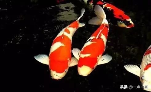 池中之仙，惊艳若此——锦鲤