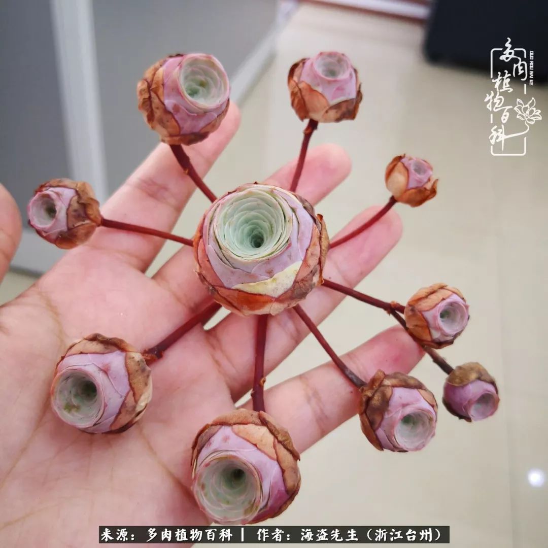 多肉玫瑰怎么才能出状态,多肉山地玫瑰唤醒方法