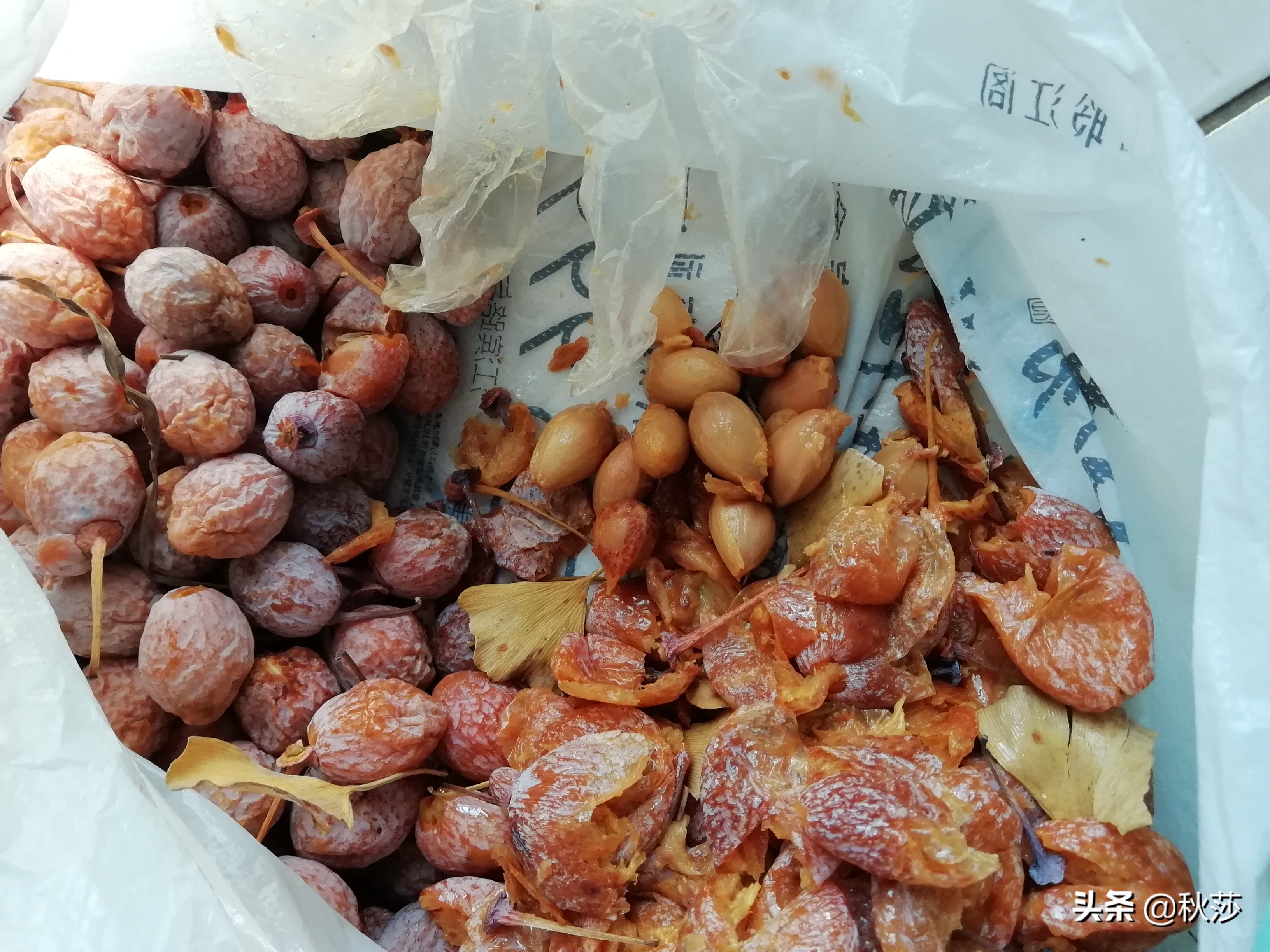 深秋拾黄叶,苏州收白果