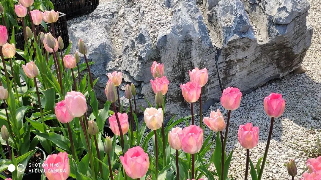 绍兴杭州湾海上花田100万郁金香等你来赏来赴一场春天的约会。