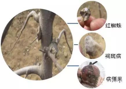 果树清园到底用什么药最好,冬季蜜柚清园管理要点