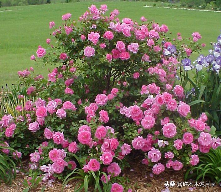 为什么月季养一年就不行了,月季种下去不成活