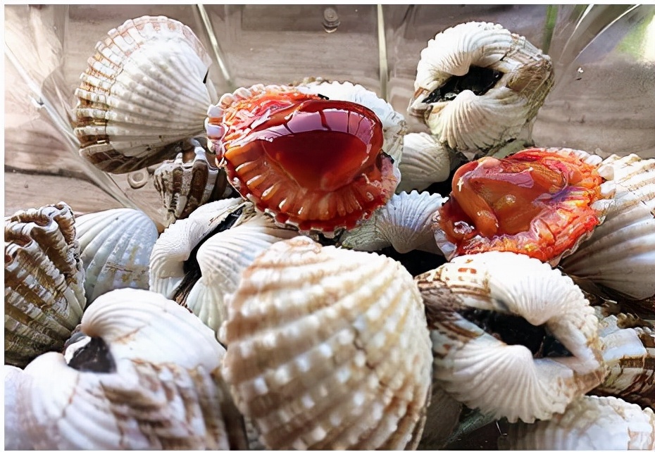 血蛤是什么颜色,代表财富寓意的词汇