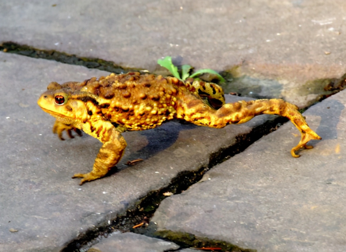 为了不被吃而进化的生物,为了不被吃而进化的植物