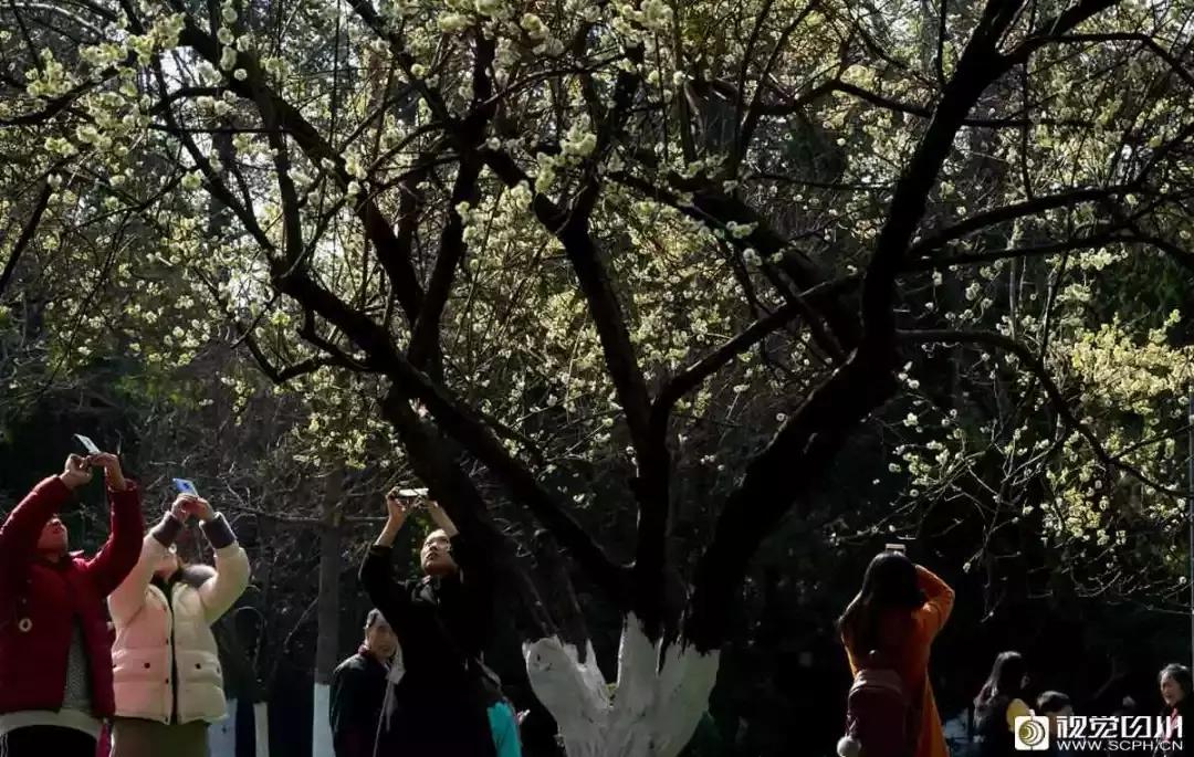 冰雪与花海齐飞！二月的四川美翻了......