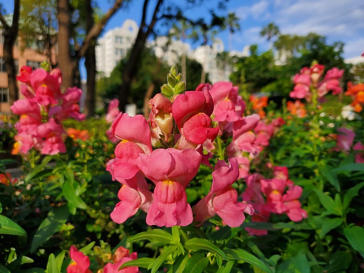 三星GalaxyZFlip评测：吸引目光的不止折叠