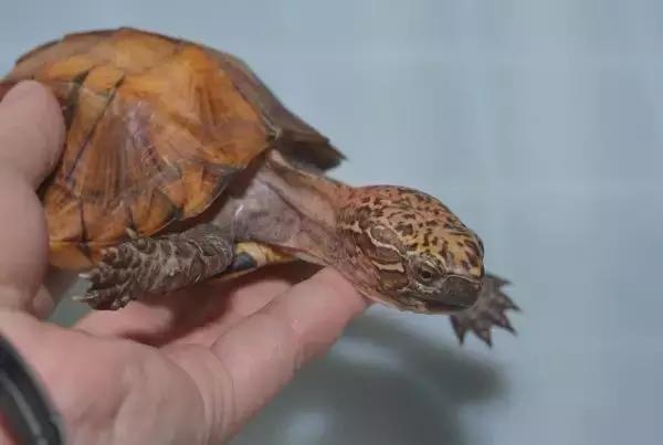 有一种龟为什么叫锯缘龟,锯缘龟八角灵龟