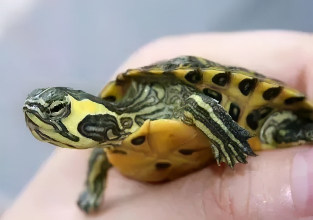 各种龟类图片大全大图,龟类展示会