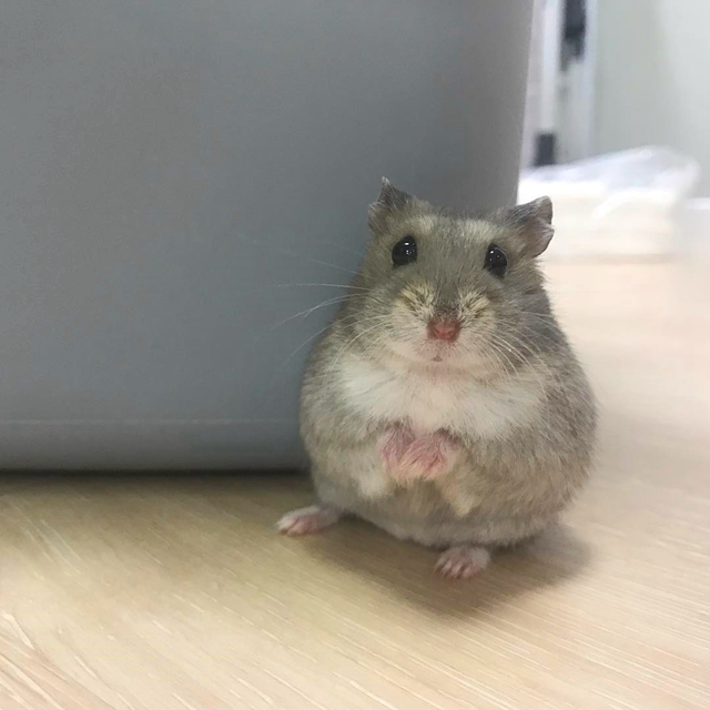 怎么让母仓鼠和公仓鼠和谐相处,母仓鼠没有公仓鼠可以繁衍吗