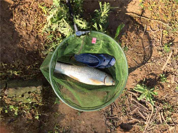 钓三斤以上红眼鲮鱼方法与技巧,鲮鱼警惕性高怎么钓