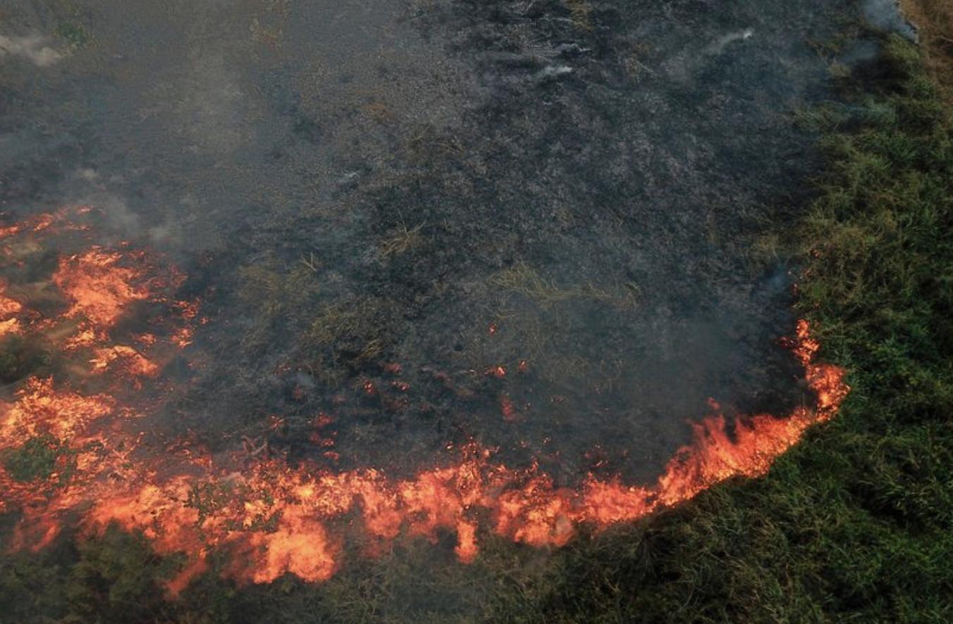 生灵涂炭哀鸿遍野寸草不生,巴西森林大火最新