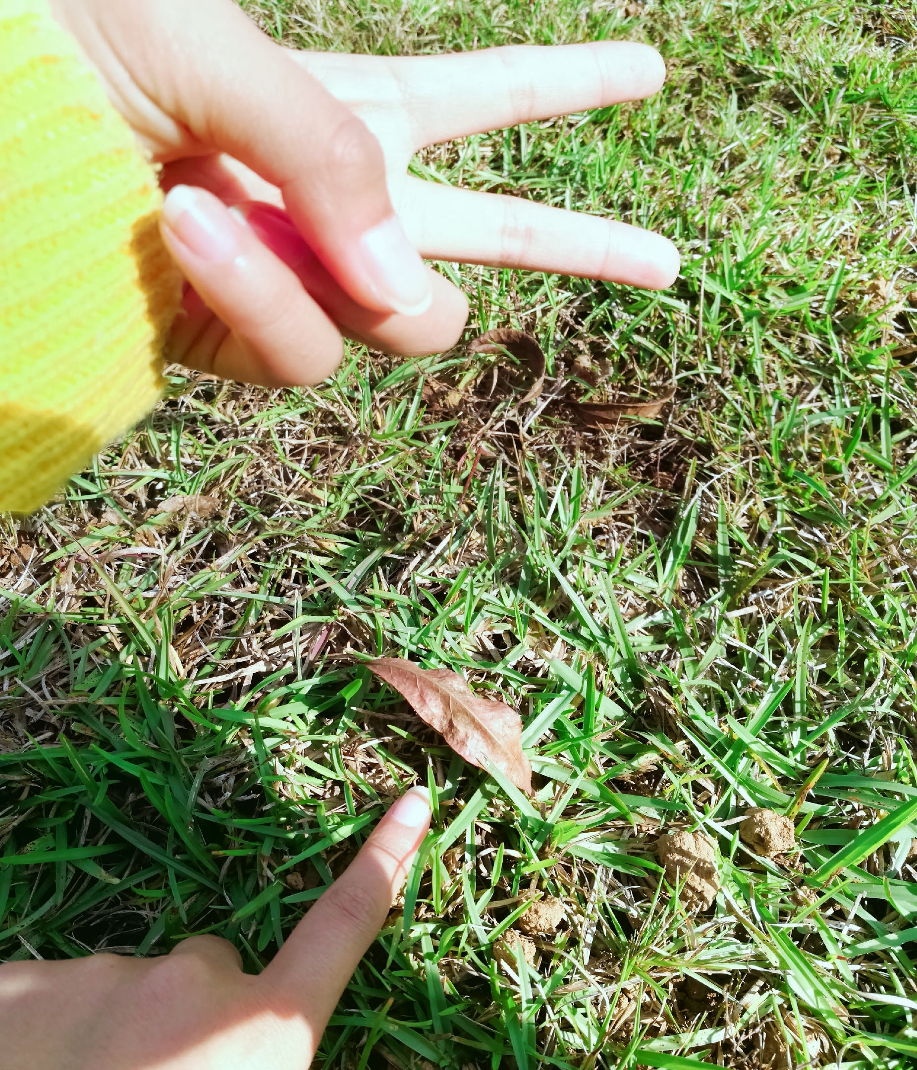 四年青春,四年青春短暂