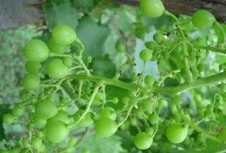 作物缺素口诀,作物营养缺素诊断与科学施肥