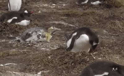 搞笑gif段子因为爱情所以共患难,搞笑gif段子小伙子你谈恋爱了吗