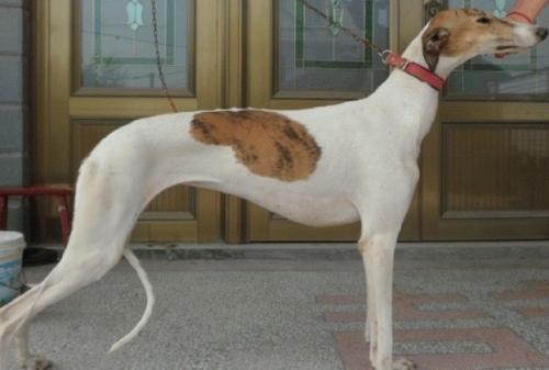 为什么不建议养细犬,古代农村为什么不养细犬