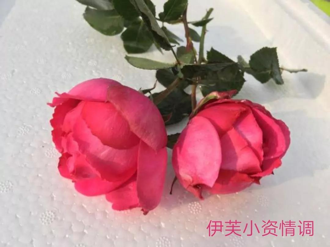 适合做切花的月季品种,十大公认最好切花月季