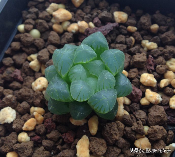 如何把多肉玉露养光滑,多肉姬玉露用什么土养
