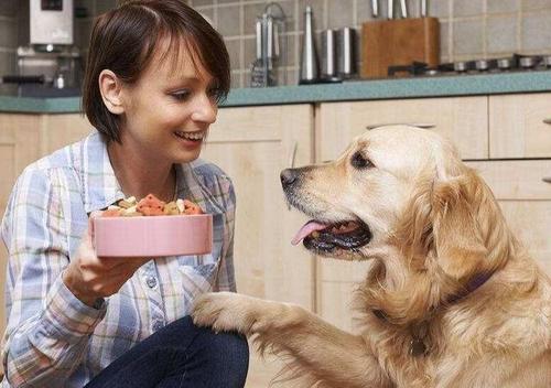 狗狗扑到主人身上各种撒娇,狗狗求救信号有惊无险