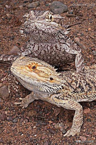 怎么样养好鬃狮蜥苗子,鬃狮蜥是一只养好还是一对养好