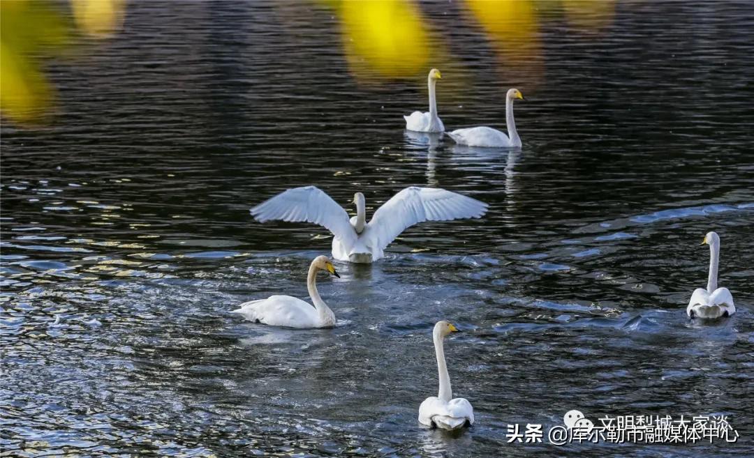 天鹅带着梨城“飞”向全国