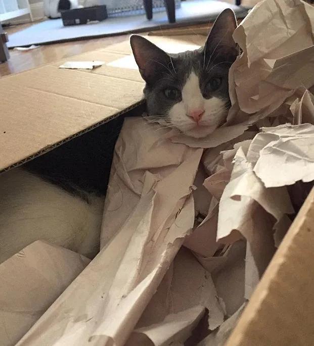 猫咪爱咬人、不让主人抱，脾气差的猫该如何正确教育？