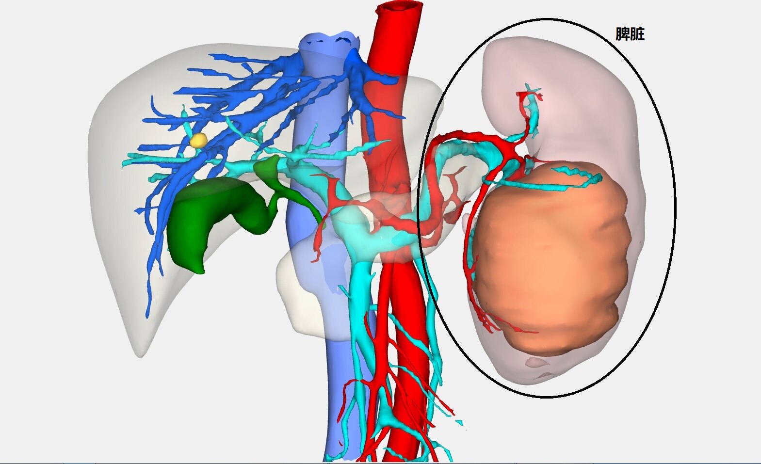 脾脏大有什么问题,脾脏不好怎么治疗最好