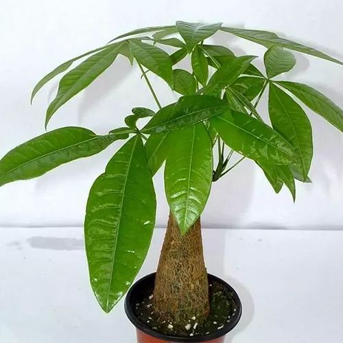 全部金木水火土五行五系植物介绍,五种植物代表五行