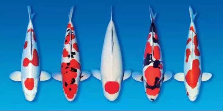 渔友张哥小视频,新鱼缸养锦鲤鱼正确的方法和技巧