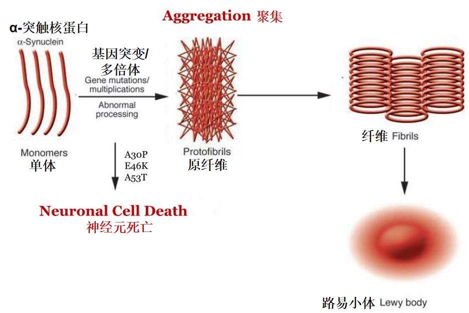 多巴胺神经元死亡还能恢复吗,多巴胺临终
