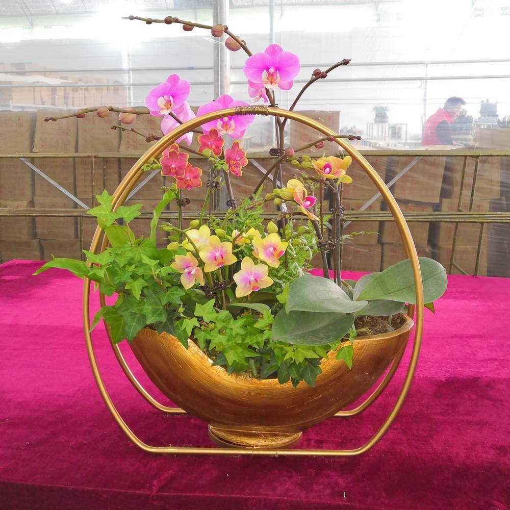 蝴蝶兰一浇水根就发霉,蝴蝶兰一夜之间就蔫巴了