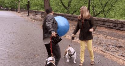 猫狗吃醋打架,吃醋的猫狗