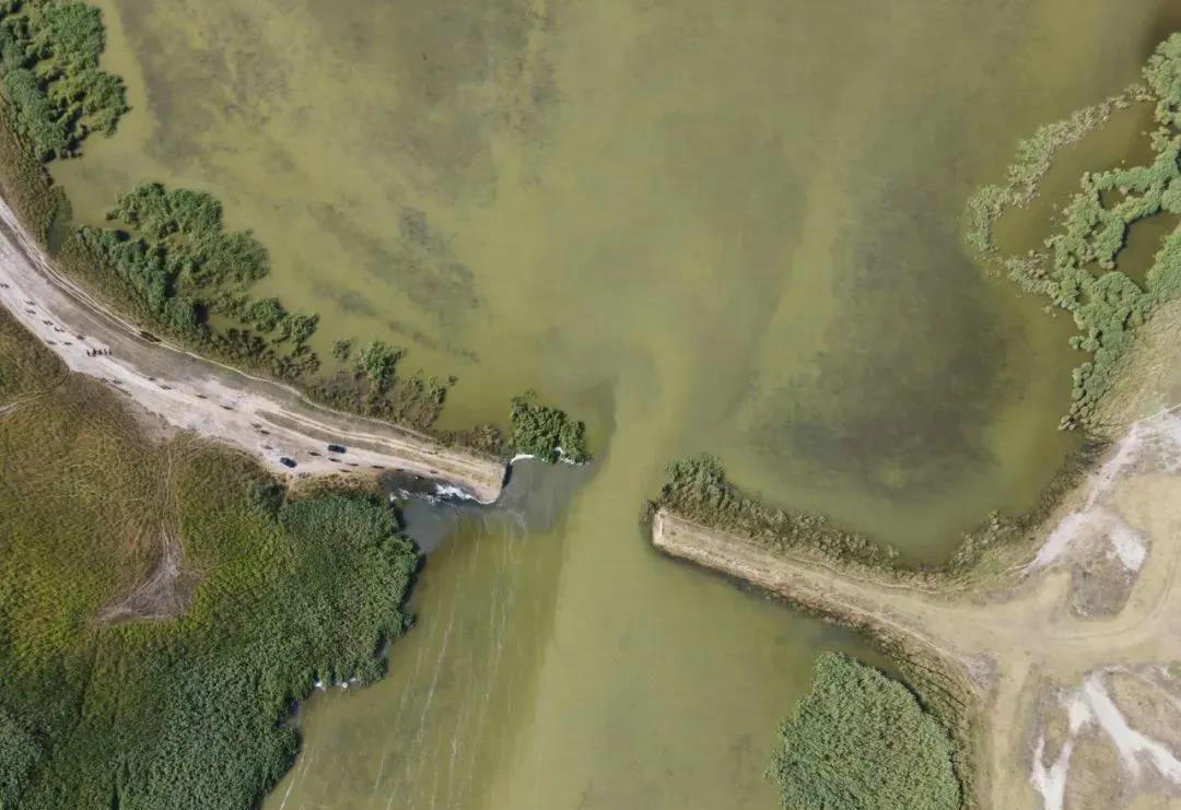 欧洲巨鲶中国能养活吗,很多钓鱼人贪得无厌