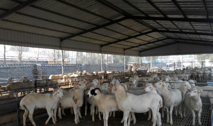 肉羊养殖与疫病防治图谱,养羊场羊病防治