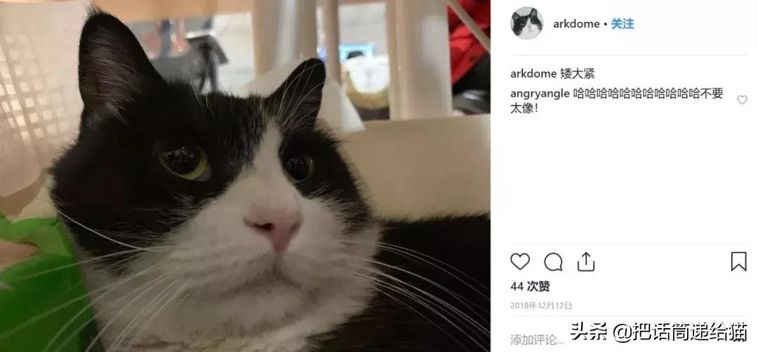 猫故事全集,猫故事小说
