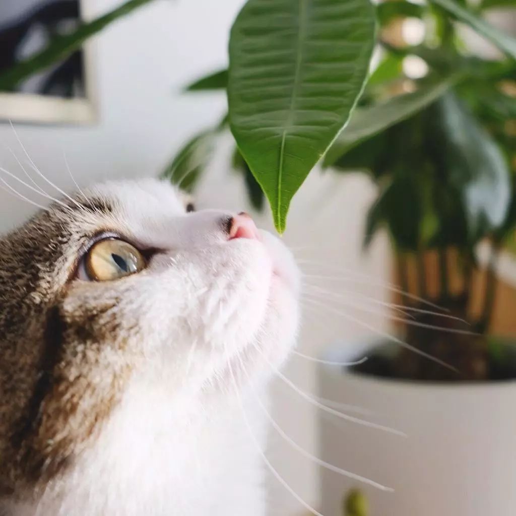 宜家橱柜和普通橱柜哪个性价比高,宜家的橱柜值不值得买