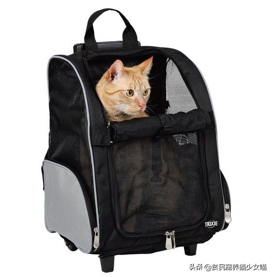 猫咪遛猫的方法和技巧,如何训练猫咪遛猫