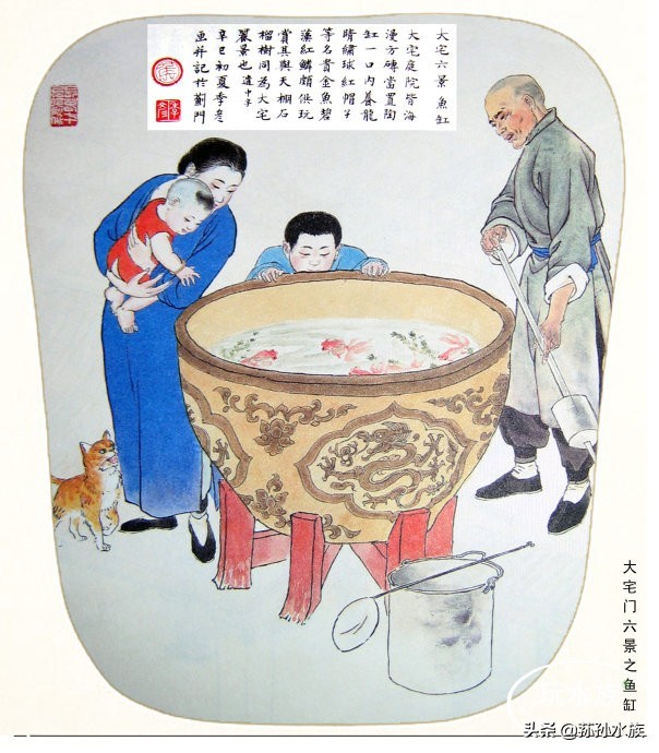 古法养金鱼全攻略,古法养金鱼开缸