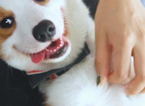 小短腿柯基容易掉毛,柯基犬的优点缺点有哪些