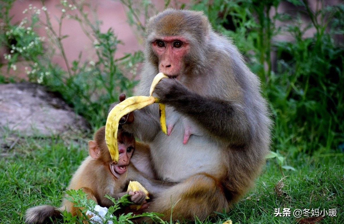 婴儿从床上摔下来嗷嗷叫,六个月小孩从床上摔一下严重吗