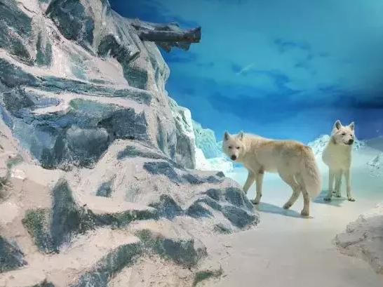 太原动物园春节开放吗门票多少钱,2024太原动物园要门票吗