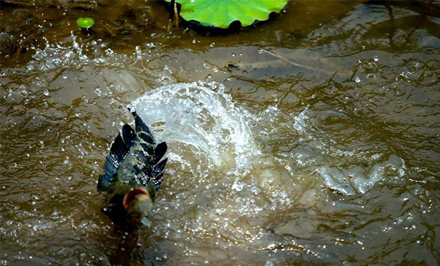 现在黑鱼应该用什么钓,黑鱼是不是特别好钓
