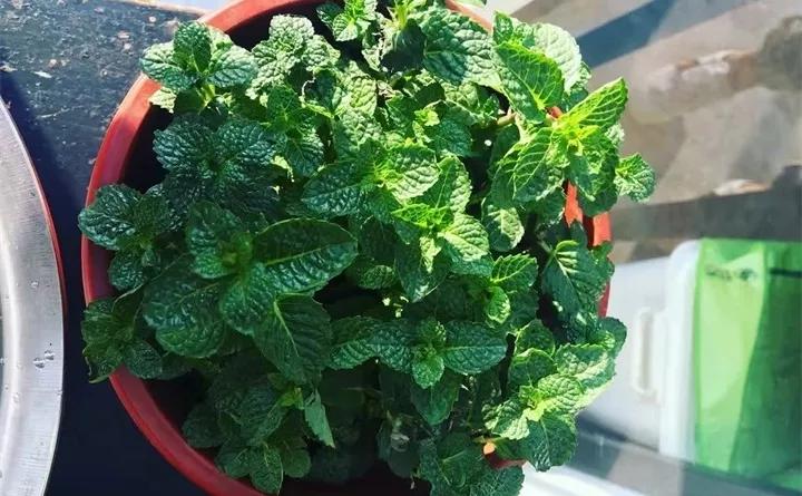 刚到家的花很好没多久就黄叶,买回来的花很快就蔫的原因