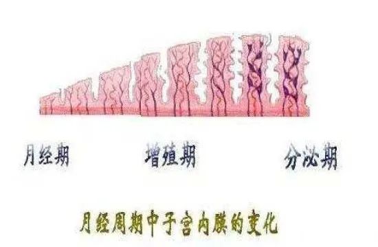 有关子宫的故事书,子宫病变的故事