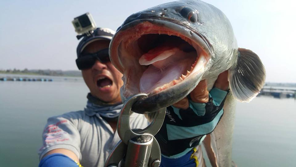 狮子鱼为何在美国泛滥成灾,蛇头鱼在中国为什么不泛滥