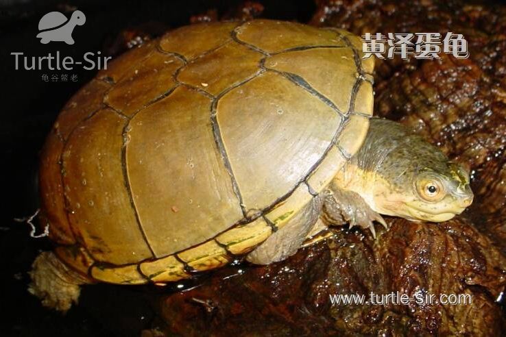 乌龟冬眠后怎么开食,浅水冬眠乌龟什么时候喂食