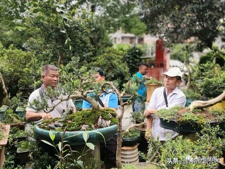 广东的盆景有哪些,适合广东玩的盆景