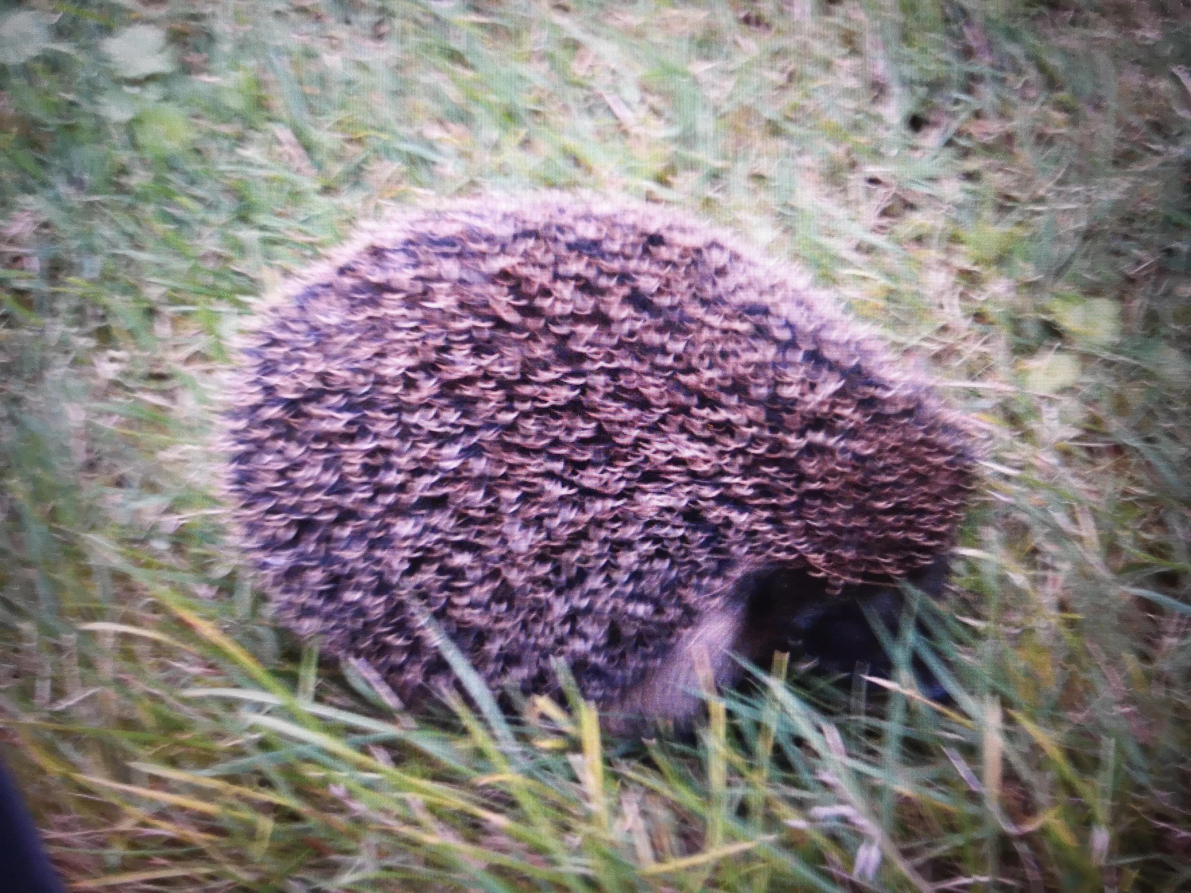 收容所动物安乐死,动物安乐死啥原理