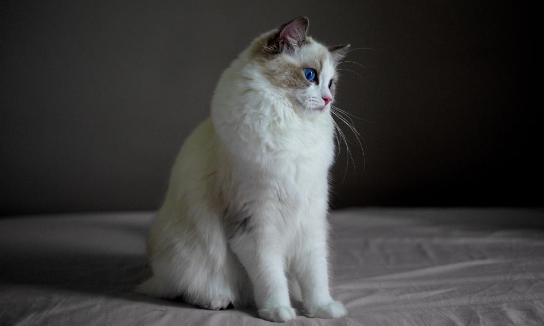 猫打疫苗要注意哪些,猫打疫苗有什么要注意的