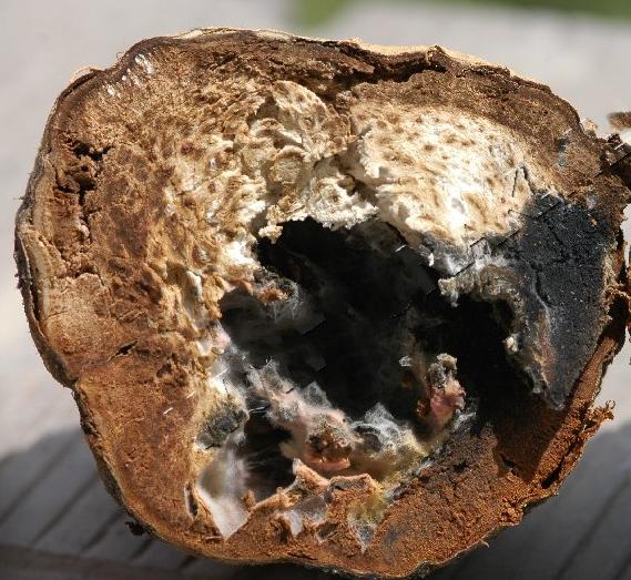 红薯病虫害大全,红薯病虫害大全图片