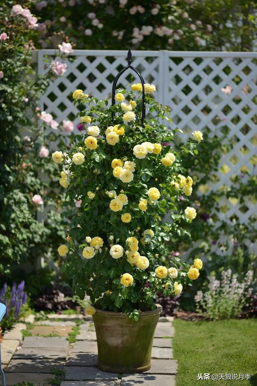 最好看的多种月季,浪漫迷人的月季